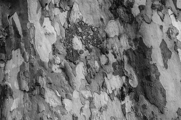 Деревянная интересная текстура - кора старого дерева. Черный и белый — стоковое фото