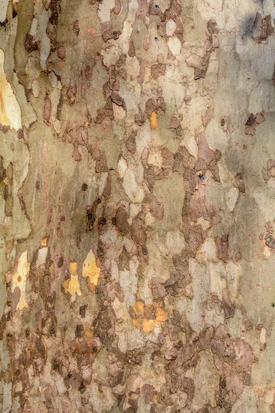 Holz interessante Textur - die Rinde eines alten Baumes. farbige Umrechnung — Stockfoto