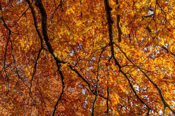 Oranje laat over vestigingen in herfst bos. Achtergrond met au — Stockfoto