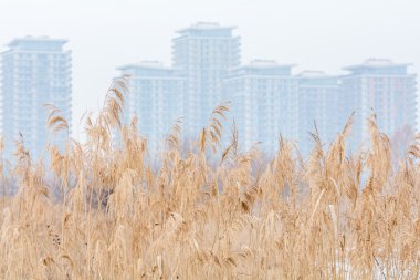 Çayır Kuru ot doku adamlara blokları ve beyaz gökyüzü ile. Kış 