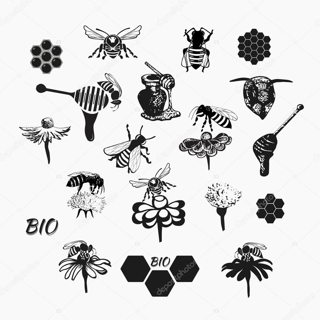 Vector set for honey sketches 4