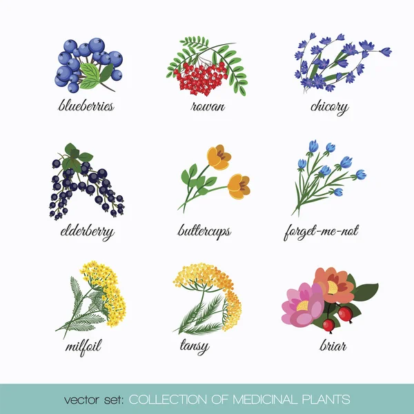 Plantas medicinales imágenes de de vectorial | Depositphotos