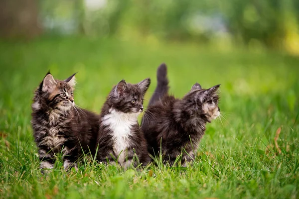 group of three fluffy Maine Coon kittens walks on the green grass.