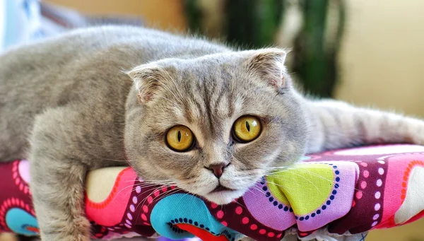 İskoç Fold kedi. Evde beslenen hayvan kedi.