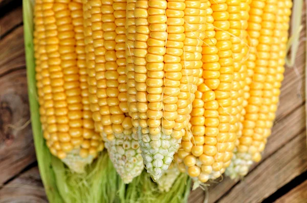 Organic yellow corn. Background. selective focus. — Stock Photo, Image