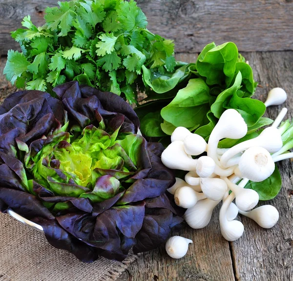 Oak Leaf lettuce, coriander leaves, spinach leaves and fresh garlic bulbs — Stock Photo, Image