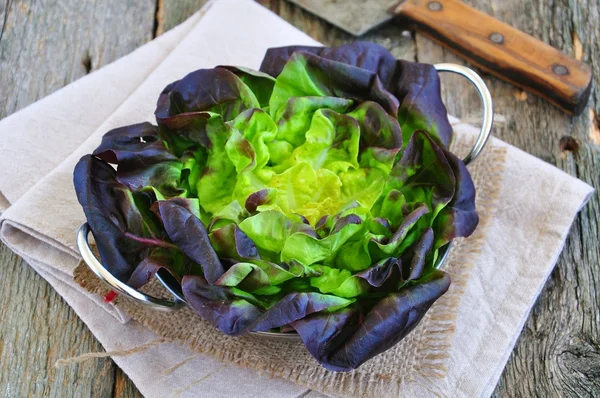 Oak Leaf lettuce for vegetarian salads