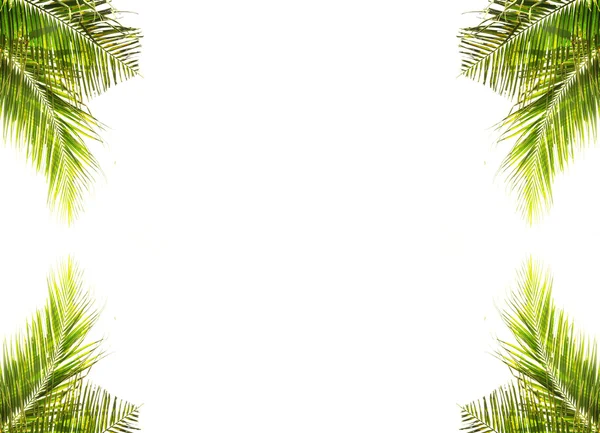 하얀 배경에 있는 코코넛 잎 — 스톡 사진