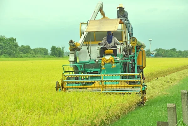 Voorzijde van rijst oogsten met combineren harvester — Stockfoto