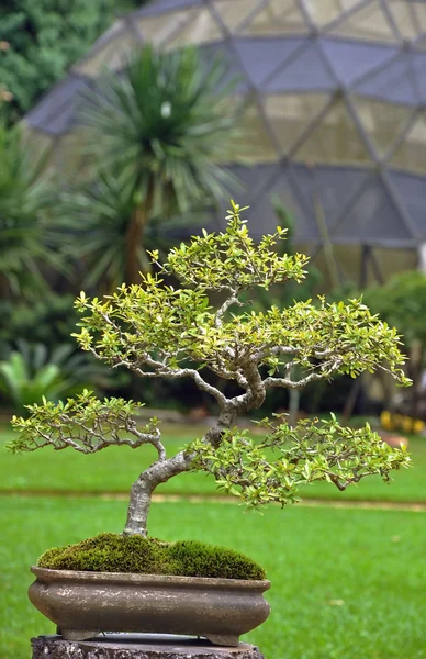 A japanese green bonzai — Stock Photo, Image