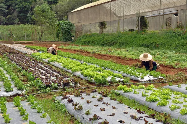 Fermierii mențin terenul vegetal — Fotografie, imagine de stoc