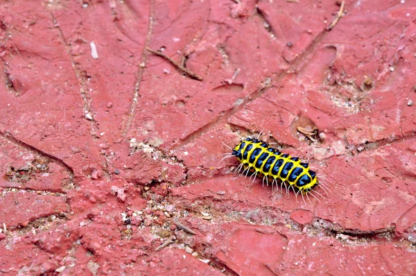 Yellow caterpillar with 2 strips black — Stock Photo, Image