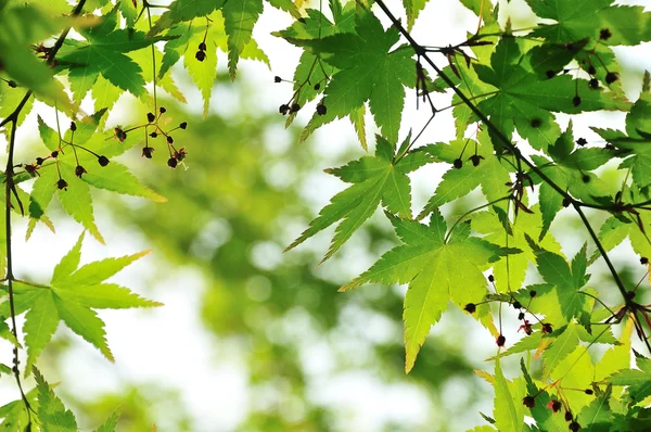 Groene esdoorn bladeren op de tak met daglicht — Stockfoto