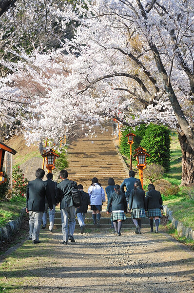 Japanese students with japan cheery blosoom