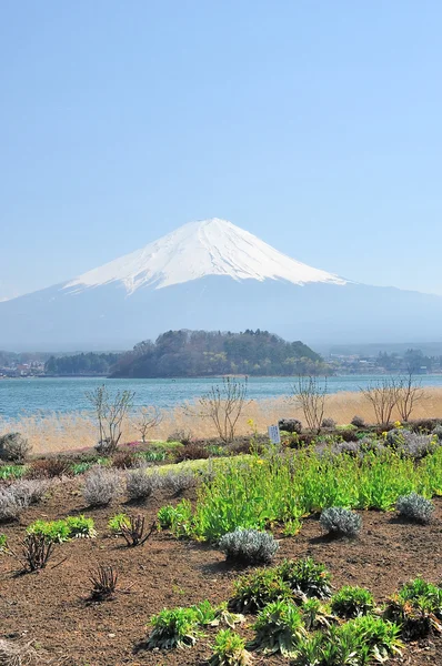 Mt. Fuji з полем Кавагуті на озеро — стокове фото