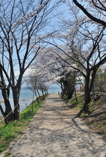 河口湖での経路に沿ってピンクの桜 — ストック写真