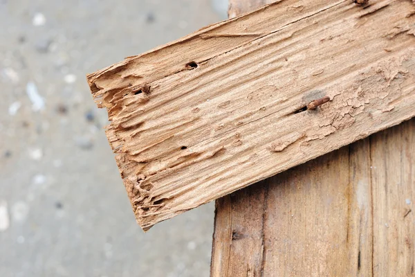 Wood damaged by termite — Stock Photo, Image