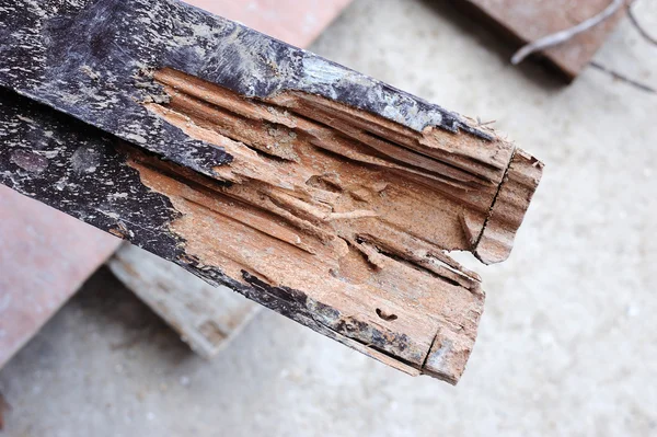 Wood damaged by termite — Stock Photo, Image