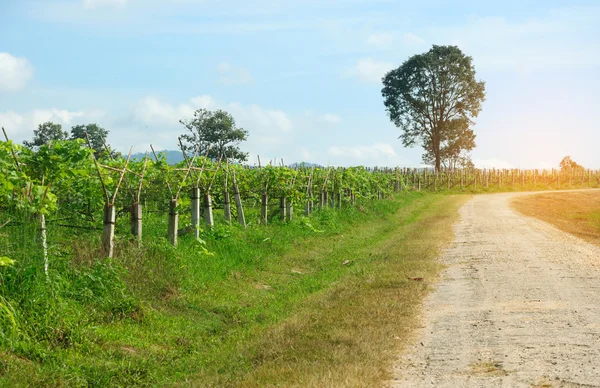 Rows of grapevines on the field in Thailand — Stock Photo, Image