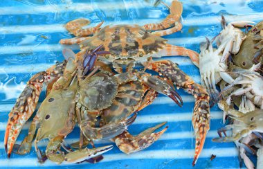 yengeçler Satılık