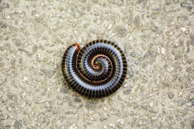 A coiled millipede on concrete floor. clipart