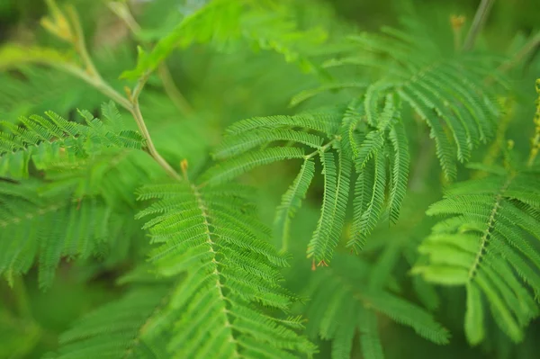 Groene bladeren (groene takken van de bush, boom), groene fern verlaat — Stockfoto