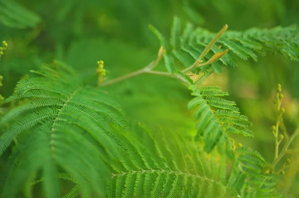 Groene bladeren (groene takken van de bush, boom), groene fern verlaat — Stockfoto