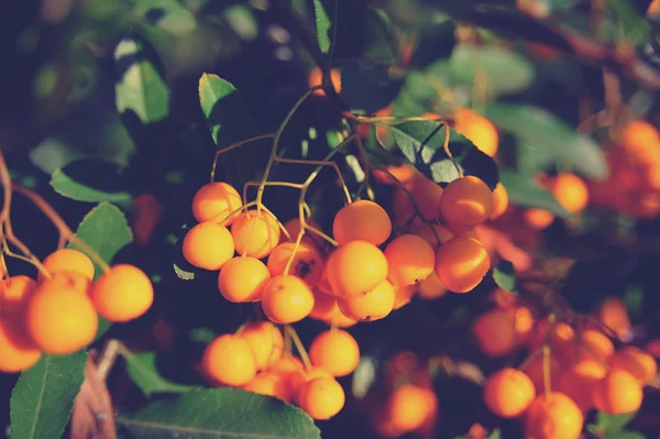 Liść zielony, Żywotnik zachodni liści (liście Żywotnik, thuya), owoce jagód jarzębiny wyprodukowane — Zdjęcie stockowe
