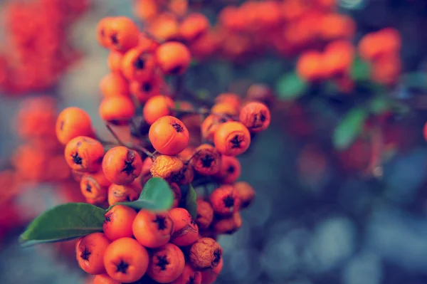 Folhas verdes, folhas de Arborvitae (folhas de thuja, thuya), frutos de Rowanberry — Fotografia de Stock