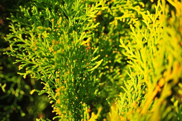 Folhas verdes, folhas de Arborvitae (folhas de thuja, thuya), frutos de Rowanberry — Fotografia de Stock