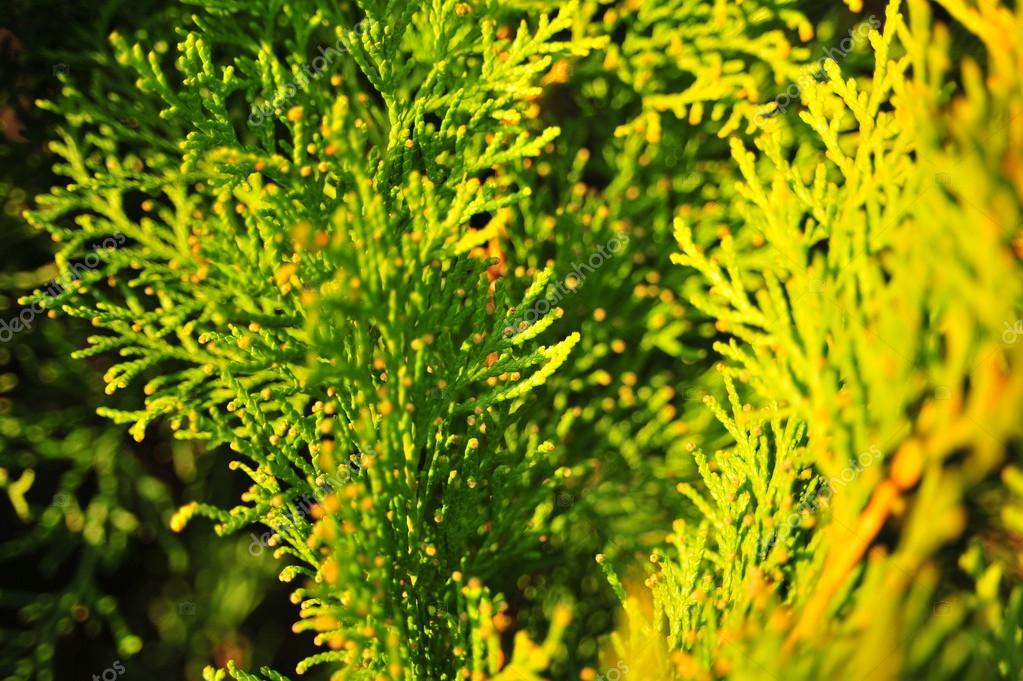 бурое шютте туи. бурое шютте туя брабант. туя даника пожелтела. туя эрикоидес. лечим тую.