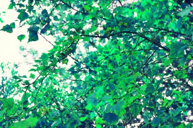 Yaz yeşil arka plan, siluet yeşil yapraklar yaz ağaç dalları bırakır. Ağaç dalları yaprakları ile yaz. Yaz ağaç dallar yeşil yapraklar.