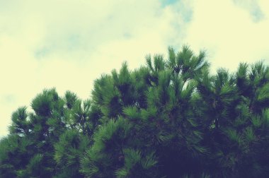 Çam ağacı dalı ile gökyüzü üzerinde bırakır. Gökyüzü ve ağaçları sihouette. Çam ağacı dalları siluet.