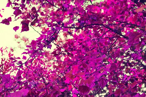 Fondo de hojas de otoño, silueta de ramas de árboles de otoño con coloridas hojas rojas amarillas anaranjadas de otoño. Ramas otoñales con hojas. Árbol de otoño con ramas con hojas coloridas . —  Fotos de Stock