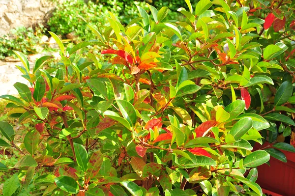Flor árvores de frutas jardim com folhas coloridas. Vista de cima, folhas de outono, fundo de frutas. Natureza belo fundo com folhas verdes e flores vermelhas e frutas . — Fotografia de Stock