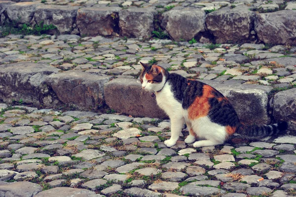 Cat sitting on the cobblestone road in Italy. Collar cat sitting on the road. — Stock Photo, Image