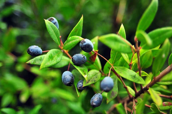 Kamperfoelie bessen die groeien op de groene tak maken helder groen bladeren, blaadjes. Blauwe verse bessen op groene plant. Plant shoot met blauwe bessen en groene bladeren. Natuur tuin met tak en bladeren. — Stockfoto