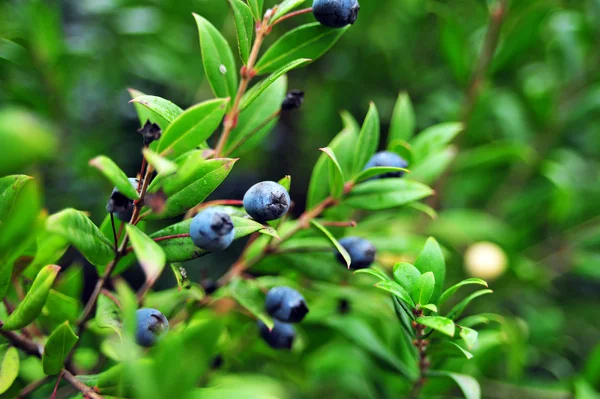 Kamperfoelie bessen die groeien op de groene tak maken helder groen bladeren, blaadjes. Blauwe verse bessen op groene plant. Plant shoot met blauwe bessen en groene bladeren. Natuur tuin met tak en bladeren. — Stockfoto