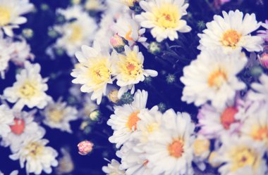 Camomille parlak Çiçekler bahçede yeşil yaprakları ile. Çiçekler yakın, büyüyen, görünümü kontör. Beyaz çiçekler makro yukarıdan. Flora tasarım, çiçek arka plan, Bahçe çiçek. Hiçbir insan çiçekler.