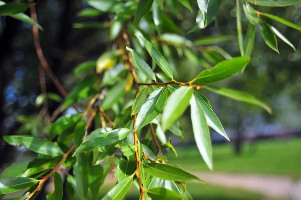 Willow green tree branches with leaves and view nature. Nature landscape background, nature tree branches view. Tree green leaves close up. Sunny weather and green willow branches with green leafs.