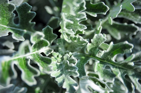 Green plant top view. Green leafs texture. Green leaves silhoutte background. — Stock Photo, Image