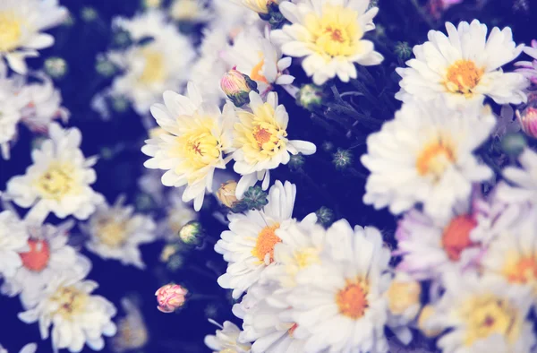 Camomille bright flowers with green leaves in the garden. Flowers close up, growing, top view. White flowers macro from above. Flora design, flower background, garden flowers. Flowers no people. — Stock Photo, Image