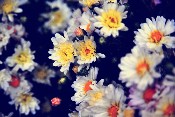 Camomille bright flowers with green leaves in the garden. Flowers close up, growing, top view. White flowers macro from above. Flora design, flower background, garden flowers. Flowers no people. — Stock Photo, Image