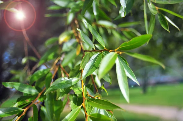 Sauce ramas de árboles verdes con hojas y rayos de sol. Naturaleza paisaje fondo, naturaleza ramas de árboles vista. Árbol hojas verdes de cerca . — Foto de Stock