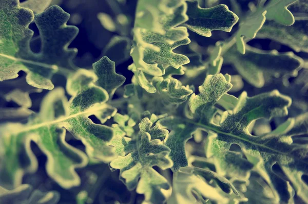 Zöld növény felülnézet. Zöld levelek textúra. Zöld levelek silhoutte háttér. — Stock Fotó