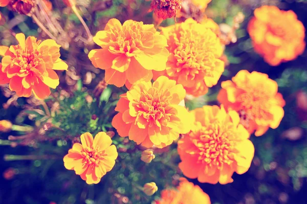 Marigold bright flowers with green leaves in the garden. Flowers close up, growing, top view. Bright marigold flowers from above. Flora design, flower background, garden flowers. Flowers no people. — Stock Photo, Image