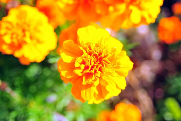 Marigold flores brilhantes com folhas verdes no jardim. Flores perto, crescendo, vista superior. Flores de calêndula brilhantes de cima. Flora design, fundo da flor, flores do jardim. Flores sem pessoas . Imagem De Stock