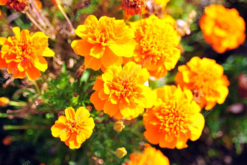 Marigold bright flowers with green leaves in the garden. Flowers close up,  growing, top view. Bright marigold flowers from above. Flora design, flower  background, garden flowers. Flowers no people. Stock Photo by ©