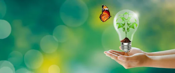 Menselijke Hand Houden Plant Groeien Lamp Met Vlinder Groene Achtergrond — Stockfoto