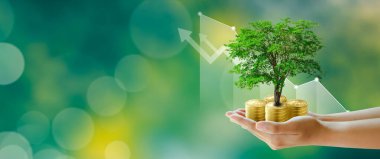 Yeşil arka planda stok grafiği olan bozuk paraların üzerinde büyüyen ağaç. Ekoloji, CSR yeşil işletme, iş ahlakı, iyi yönetim, yatırım fikirleri ve iş büyümesi kavramının korunması.